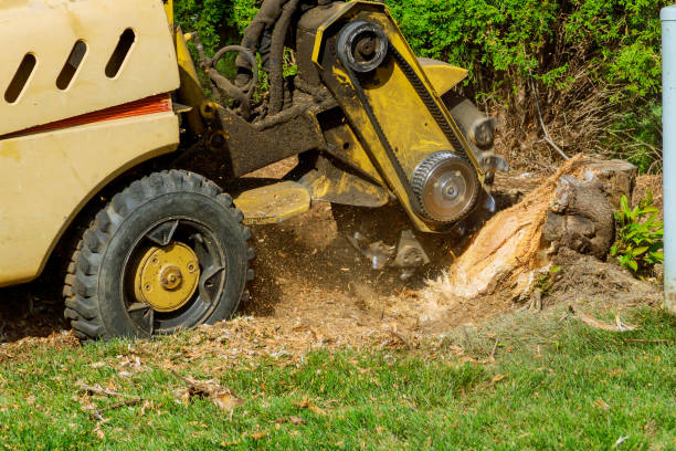 Trusted Maineville, OH Tree Removal Experts